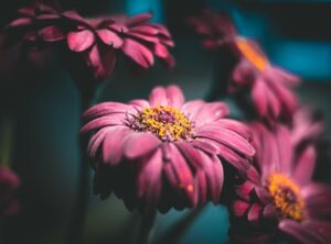 daisy blooms sextape