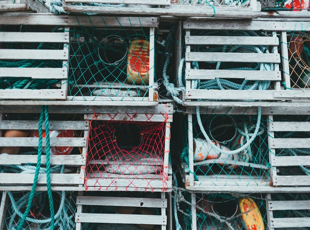 How Wide Is Faticalawi